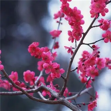 微信最吉利的好看头像图片梅花 好看的微信头像梅花图片大全-微信头像