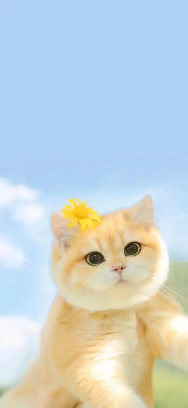 壁纸推荐|可爱的小猫咪