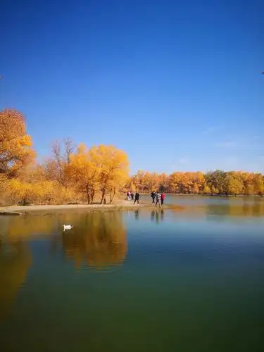 最美秋景之金塔胡杨林