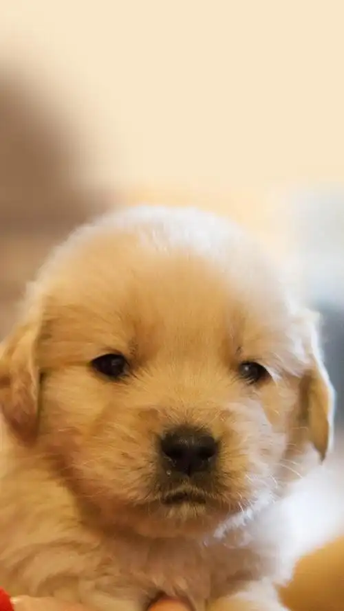 可爱的金毛小狗