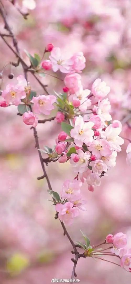 南京海棠花开绝美壁纸##我的春天新花怒放