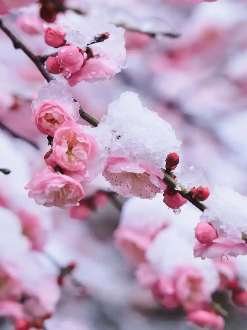白雪浅妆树碎玉点红梅