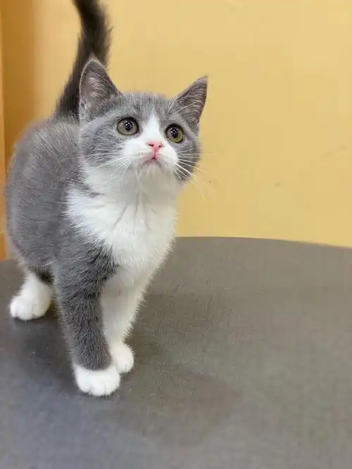 怎样挑选一只好的"英短蓝白"猫?关键看这几方面