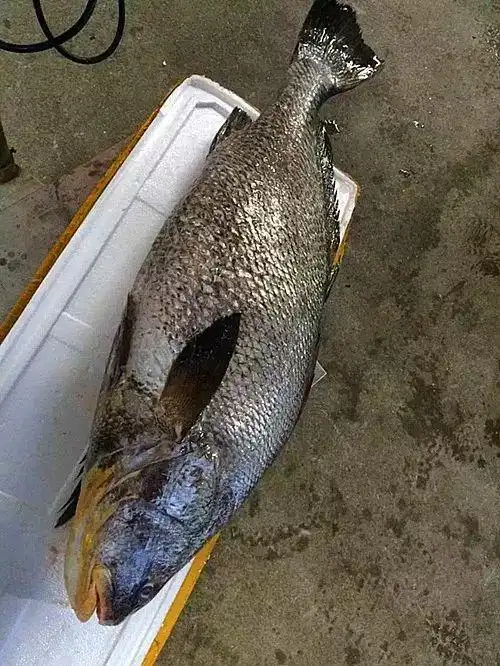 目前的研究资料看,起码有双棘原黄姑鱼,鮸鱼,毛鲿鱼等三种不同的鱼种