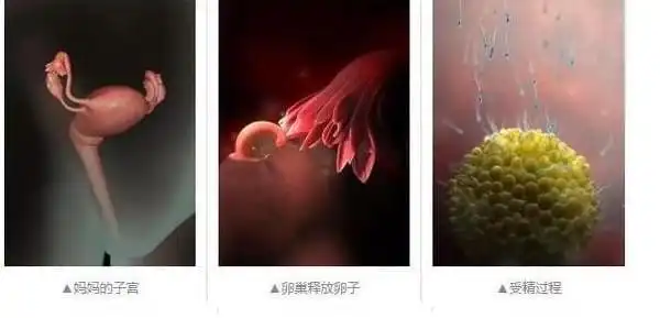 接下来看看受精卵着床的过程和时间:所以备孕男女需要在排卵前后1-2天