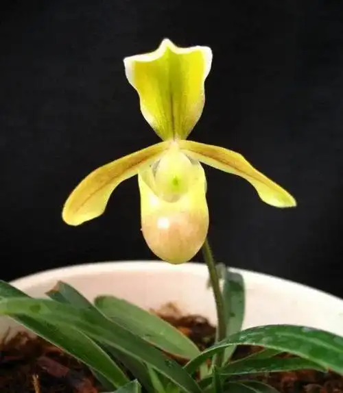 国家Ⅰ级濒危物种|海伦兜兰和巧花兜兰的鉴赏辨识与保护现状