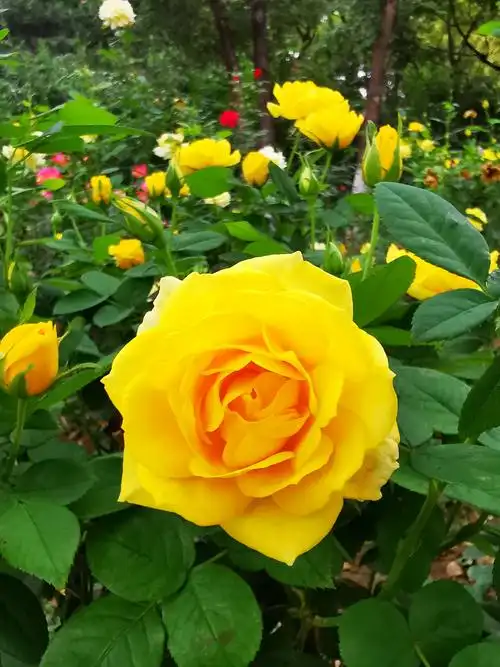 记录下每天看到的美景,是生活中的主题