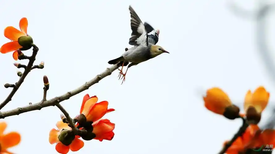木棉花与鸟