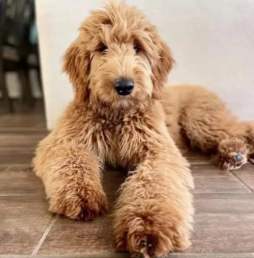 宜家小狗goldendoodle金贵犬品种小科普