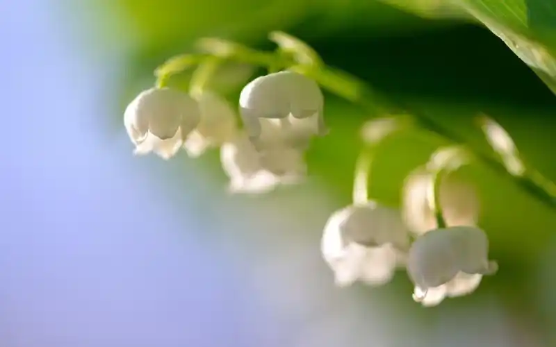 清新的铃兰花,高清图片,电脑桌面-壁纸族