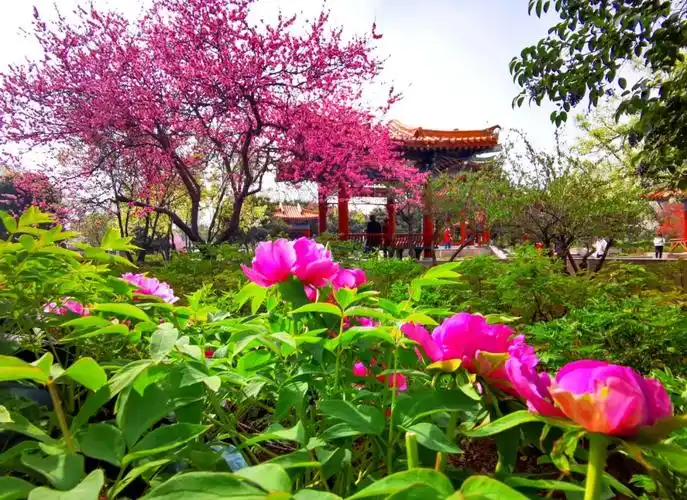 洛阳中国国花园