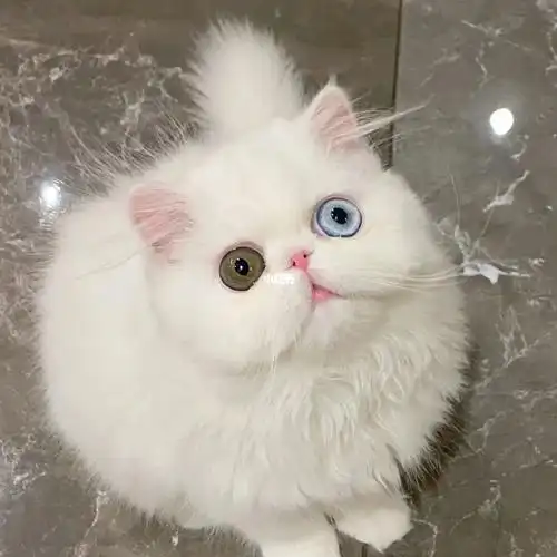 异瞳波斯妹妹稀有鸳鸯眼找新家_波斯猫_宠物_加菲猫_疫苗_软萌_异国