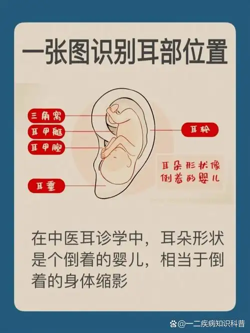 一张图教你观耳辨6种疾病预警