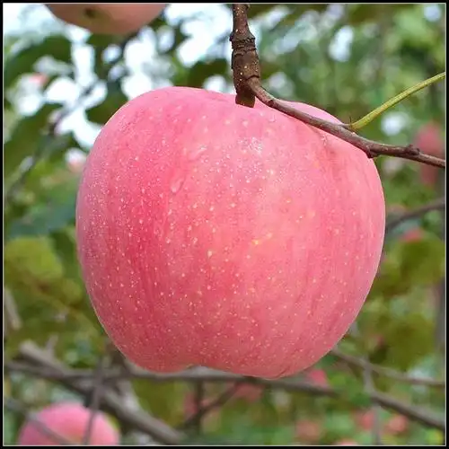 现季水果10斤陕西特级苹果洛川苹果冰糖心红富士现发新鲜冬季水果