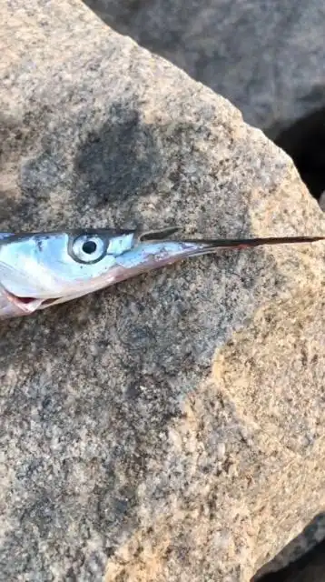 这么尖长的嘴巴这是尖嘴鱼吗