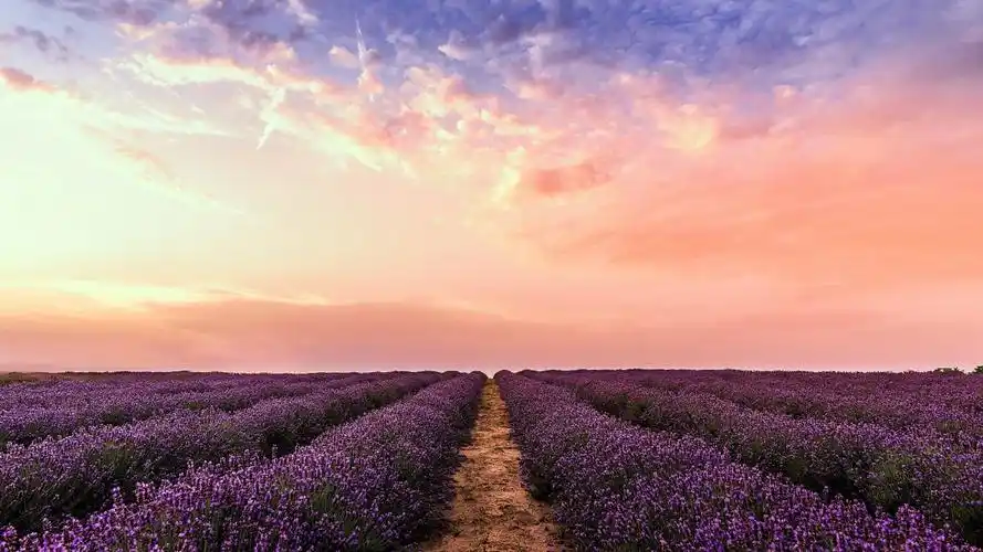 紫色,薰衣草田,2022,自然,风景,照片图片,4k高清风景图片,娟娟壁纸