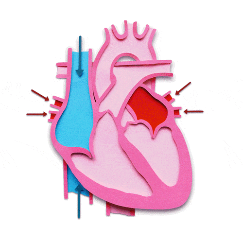 1,心脏泵血过程动画