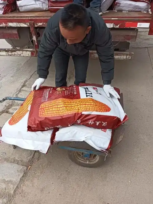 高产玉米种,沃玉111号,已到货,有需要的客户,欢迎大家光临 - 抖音