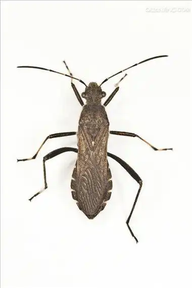 p>该科昆虫为陆生蝽类昆虫.