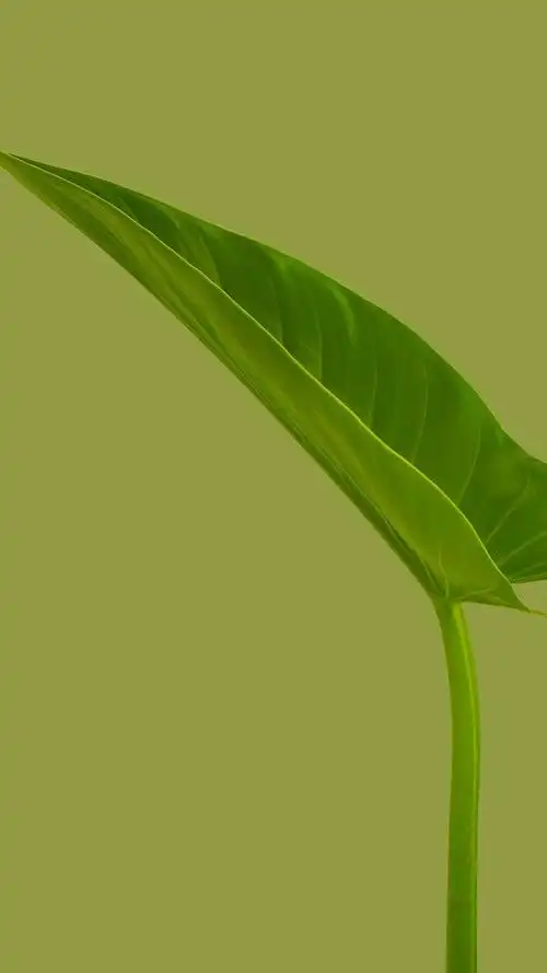 绿色护眼大自然风景图片壁纸 - 知乎