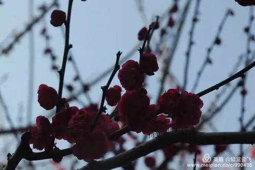 乌羽玉梅:属于朱砂梅的一种花萼绛紫色,花瓣深红色.