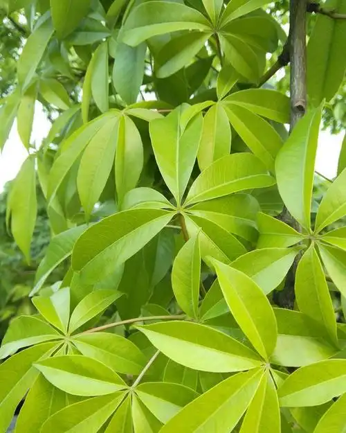 公园里的美丽异木棉果实熟了像一个个白色的棉球