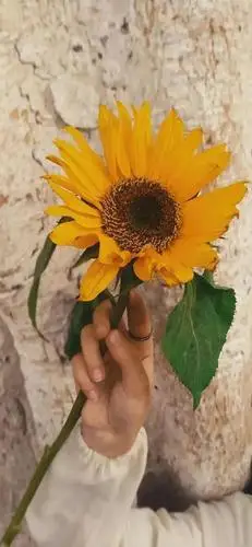 抖音最火壁纸图片2020年最流行的壁纸图片