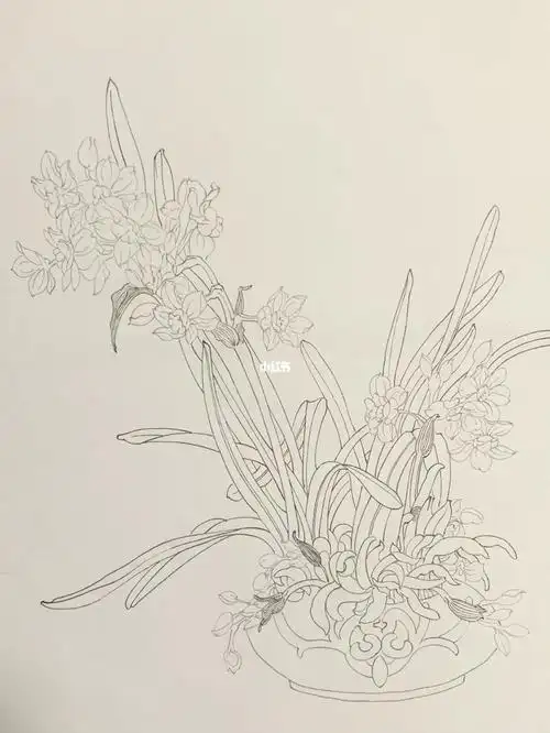 工笔水仙花白描练习