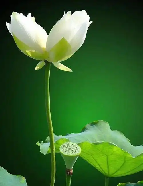 分享图片……绿色高清护眼手机壁纸