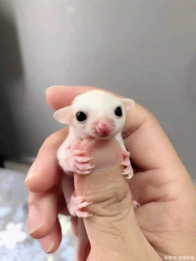 网红宠物蜜袋鼯多少钱一只,为什么有的便宜有的贵