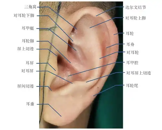 正常的耳廓一般包含12个以上的亚单位结构,包括耳轮,对耳轮(含上,下脚