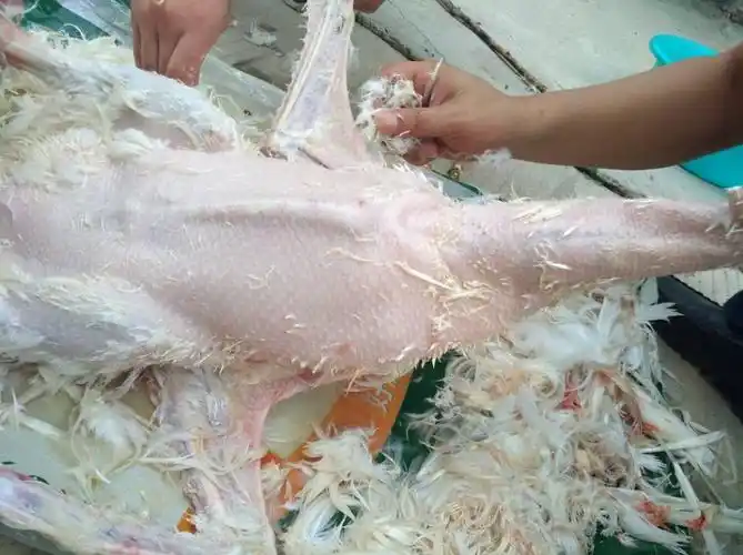 仔鹅很早就开始长叨毛了是怎么回事啊 - 第2页 - 水禽/特禽版区 - 鸡