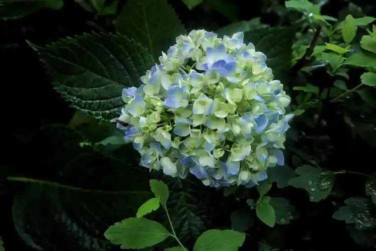 拍了几张绣球花,感觉还不错,可以当壁纸