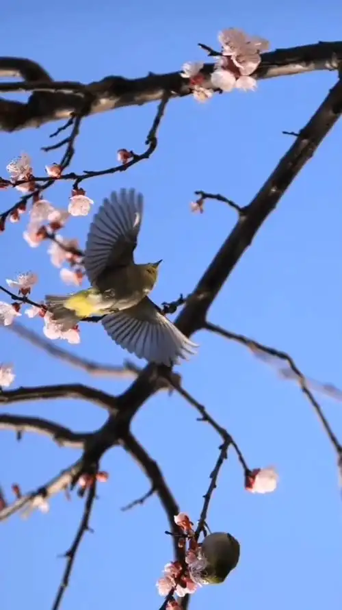 晨早探花处,雀儿入镜来春杭州,你喜欢吗