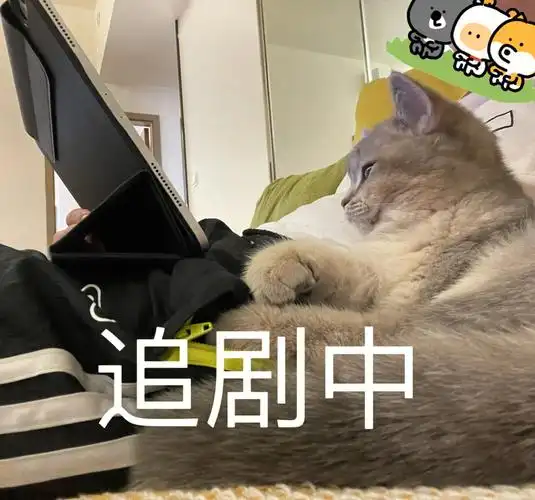 小猫表情包
