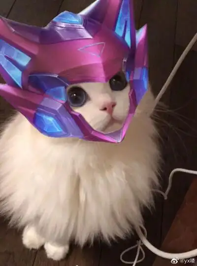 王者荣耀猫猫头像