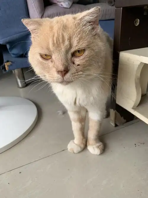 乳白英短串串领养