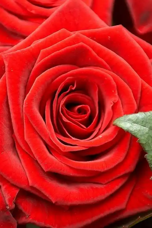 壁纸 浪漫的红玫瑰 2560x1600 hd 高清壁纸, 图片, 照片