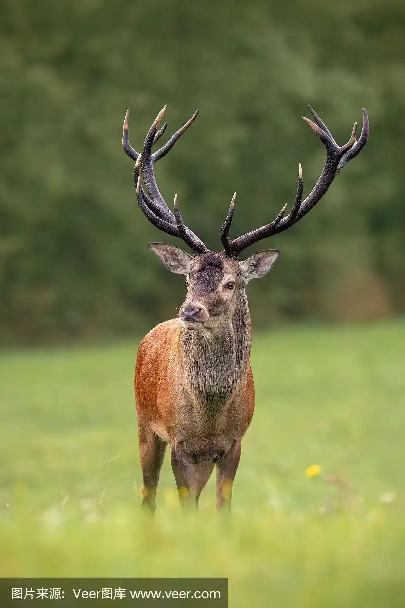 马鹿,鹿角,夏天,巨大的,雄鹿