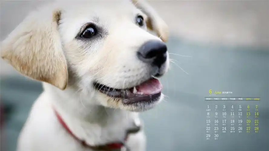 2020年6月呆萌汪星人可爱高清日历壁纸