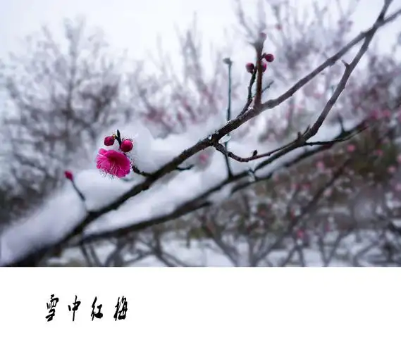 雪中红梅