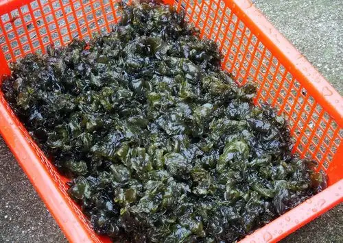 地木耳,国外餐厅给它取名为"情人的眼泪",一盘120多块钱!