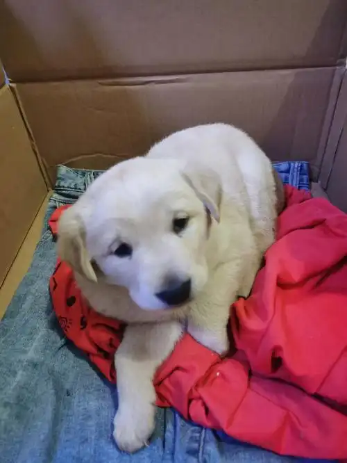 田园犬的串串大圆子biu(作者) :不会吧,再不济也得是金毛的串吧金毛