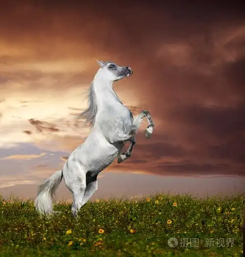 雷伊阿拉伯马饲养