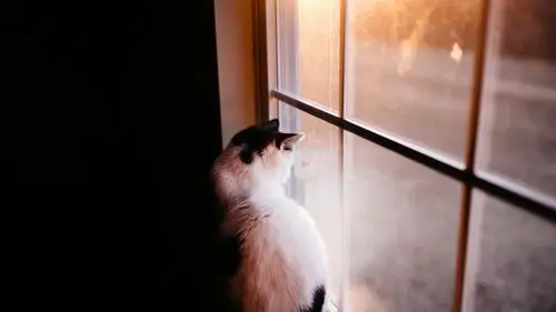 猫在房间里望着窗外 壁纸 - 2560x1440 qhd高清