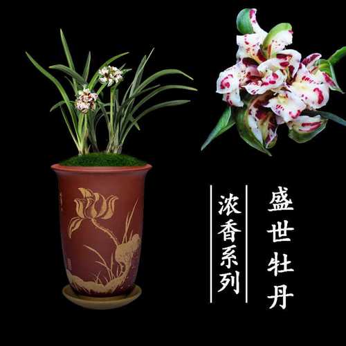 兰花盆栽植物室内客厅春兰盛世牡丹浓香无花苞好养客厅极品兰花苗