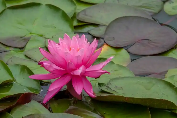 【首发】五彩莲花(五)