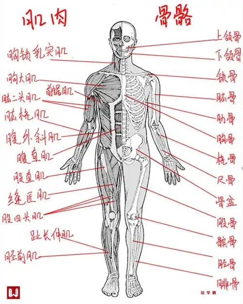 人体骨骼与肌肉结构以头长为测量单位,成人身高一般在7-8头身左右, 美