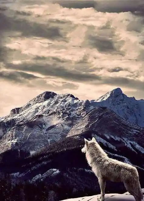 求几张狼对月咆哮的高清图 要霸气一点的图片只能找到一张不错的,在给