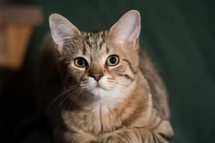 猫8k超高清壁纸和背景,高清图片,壁纸 - 天下桌面